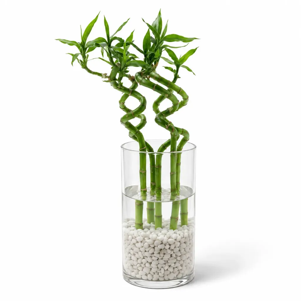 Natural Lucky Bamboo Water Arrangement